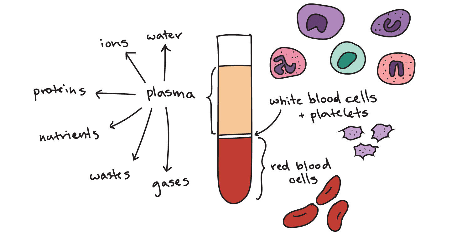 Steam cell plasma фото 80